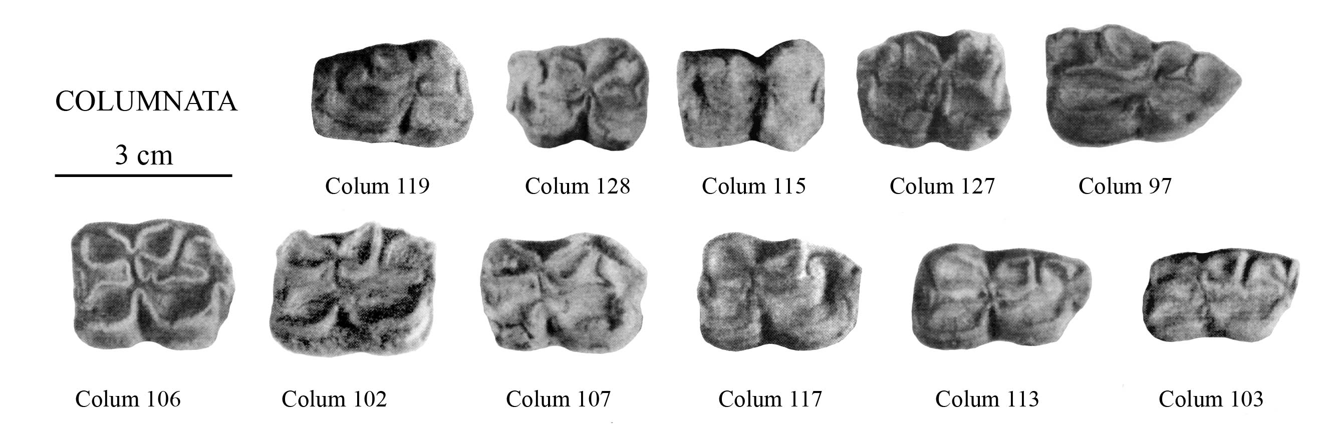 Columnata, Lower cheek teeth