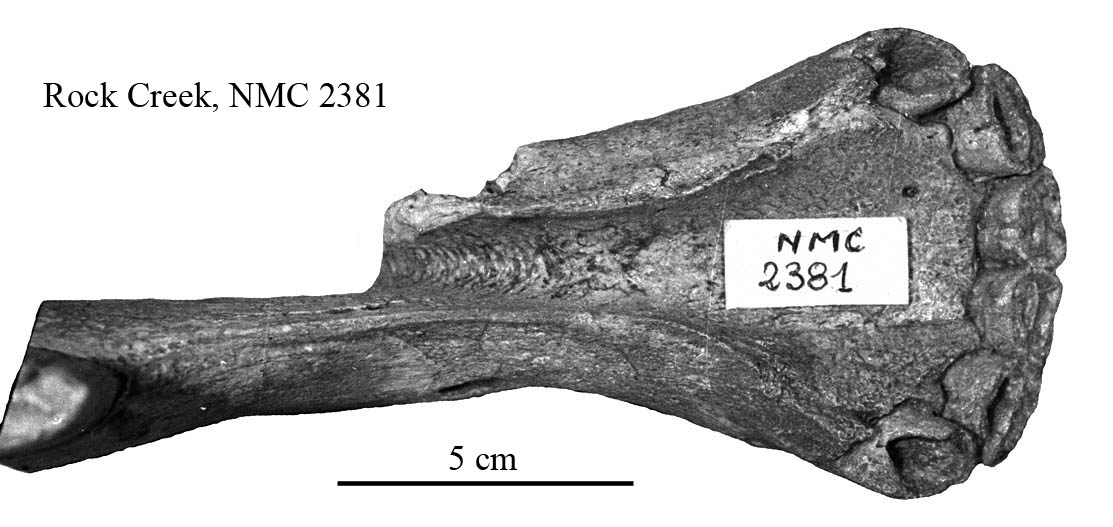 E. scotti NMC 2381, mandible symphysis