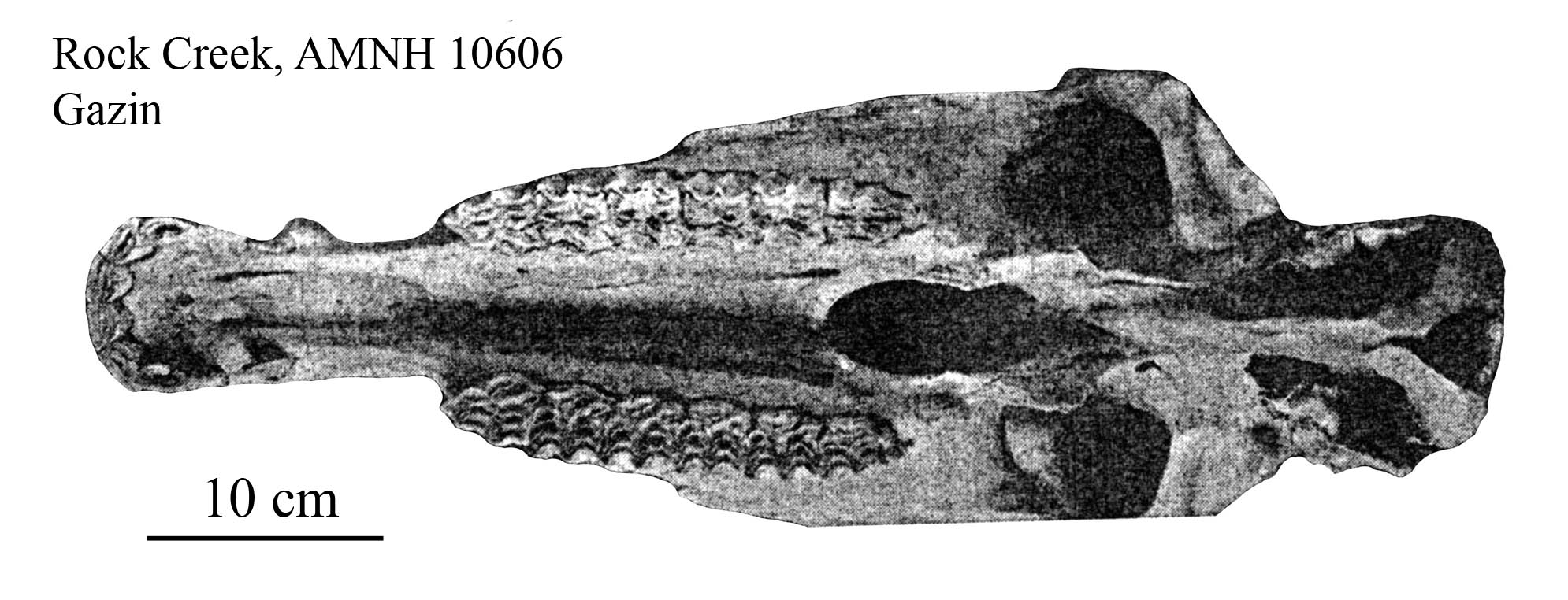 E. scotti AMNH 10606, occlusal