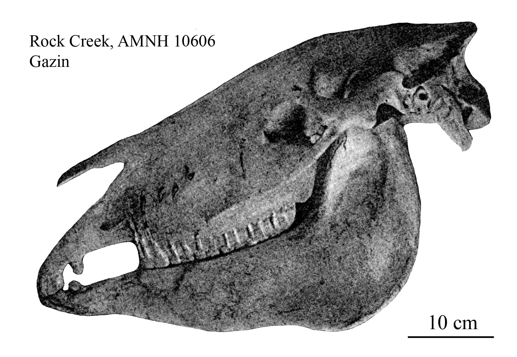 E. scotti AMNH 10606, profile