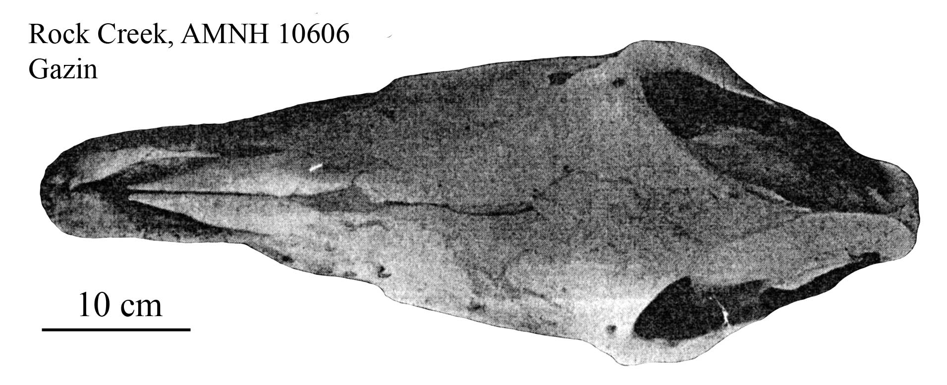 E. scotti AMNH 10606, dorsal