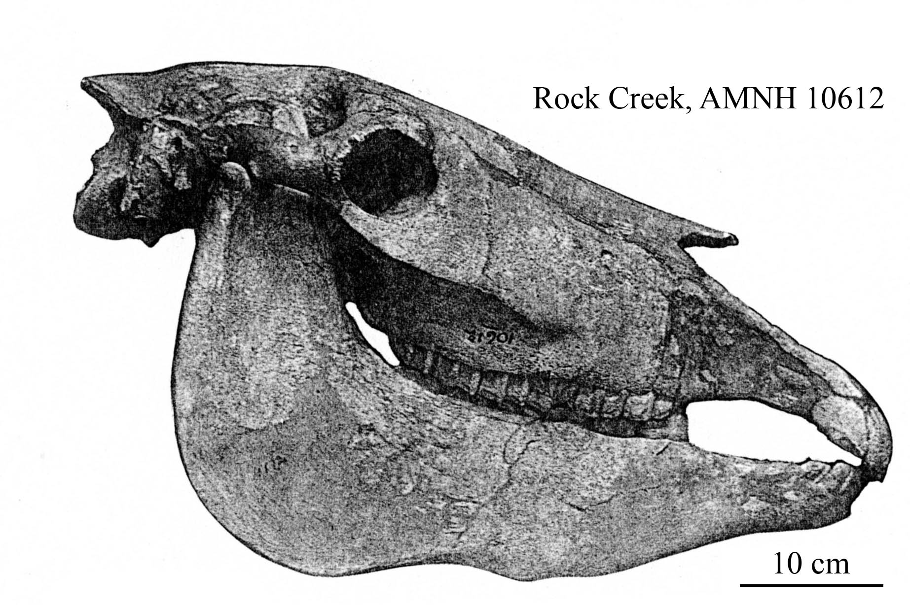 E. scotti AMNH 10612, profile after Gazin