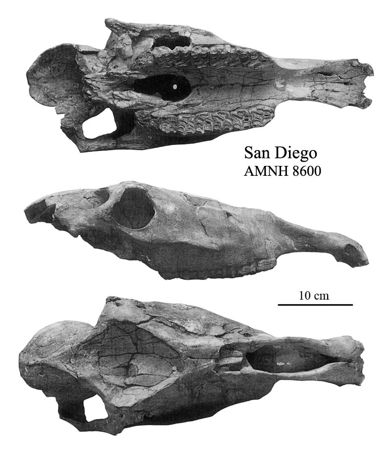 San Diego, AMNH 8600, E. semiplicatus