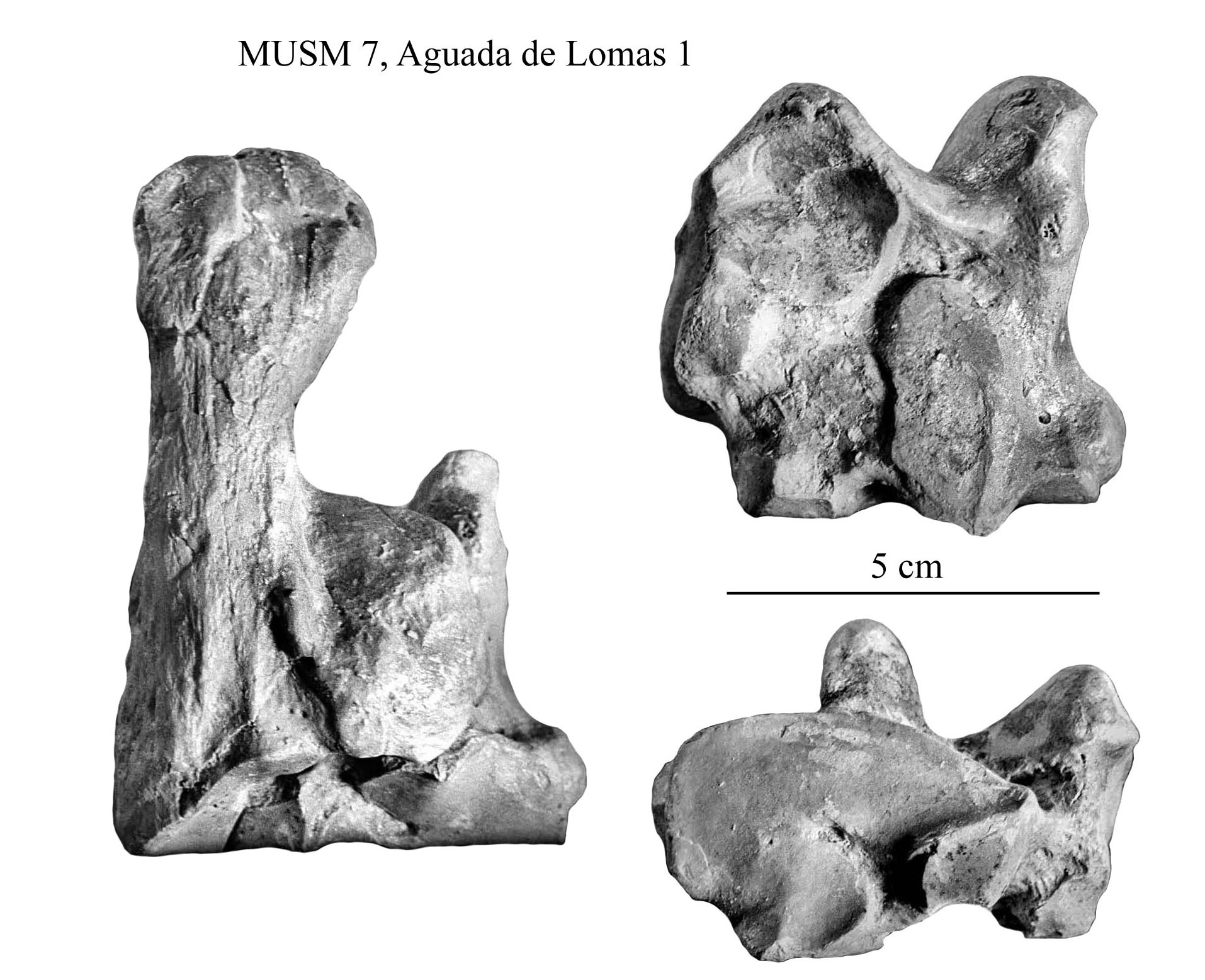 Equus (Amerhipus) insulatus from Peru: MUSM 7, cranium and limb ...