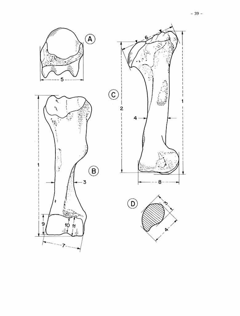 Hipparion Humerus drawings