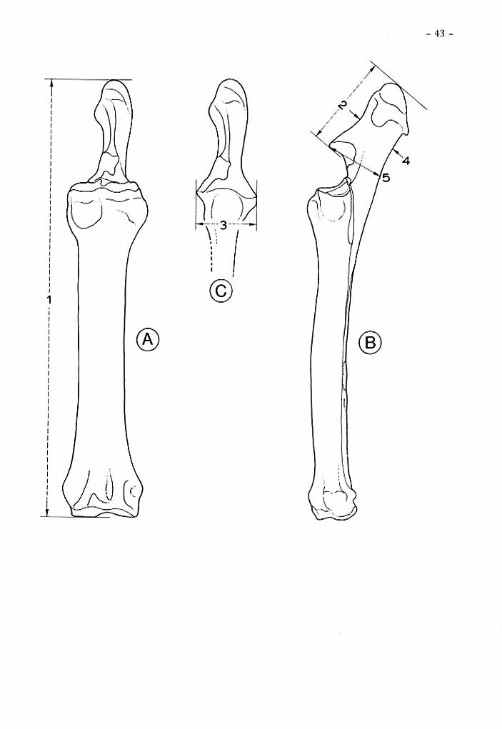 Hipparion Ulna drawings