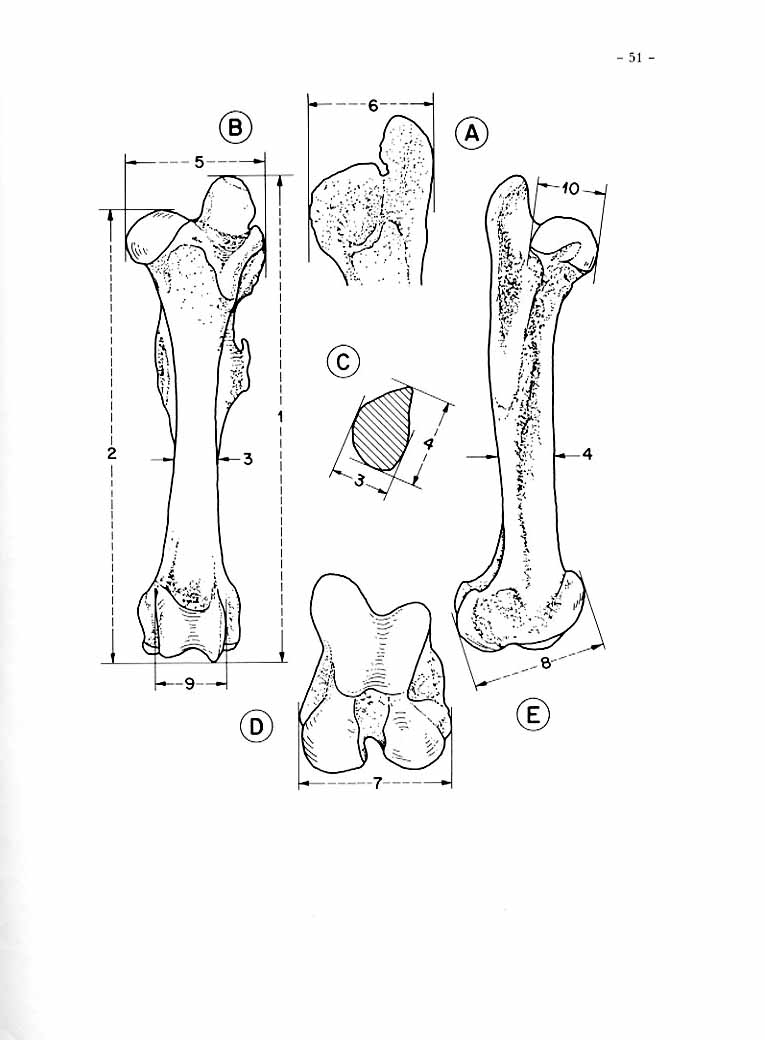 Hipparion Femur drawings