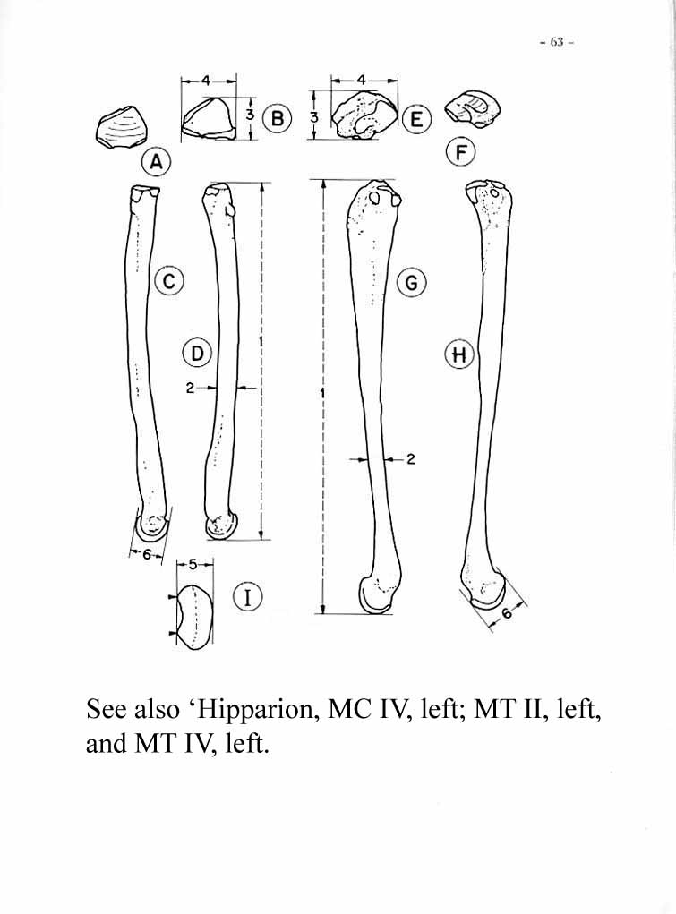 Hipparion Lateral Metapodials drawings