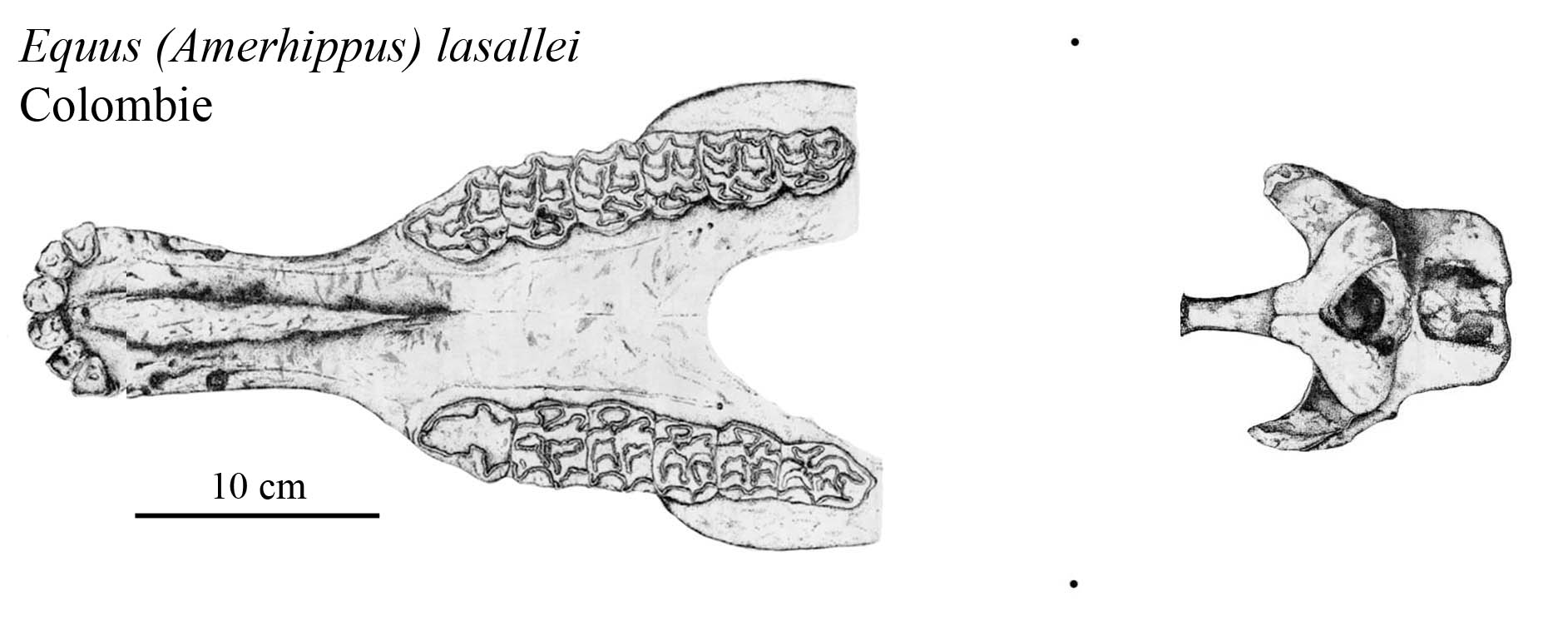 E. (A.) lasallei, Cranium, Ventral