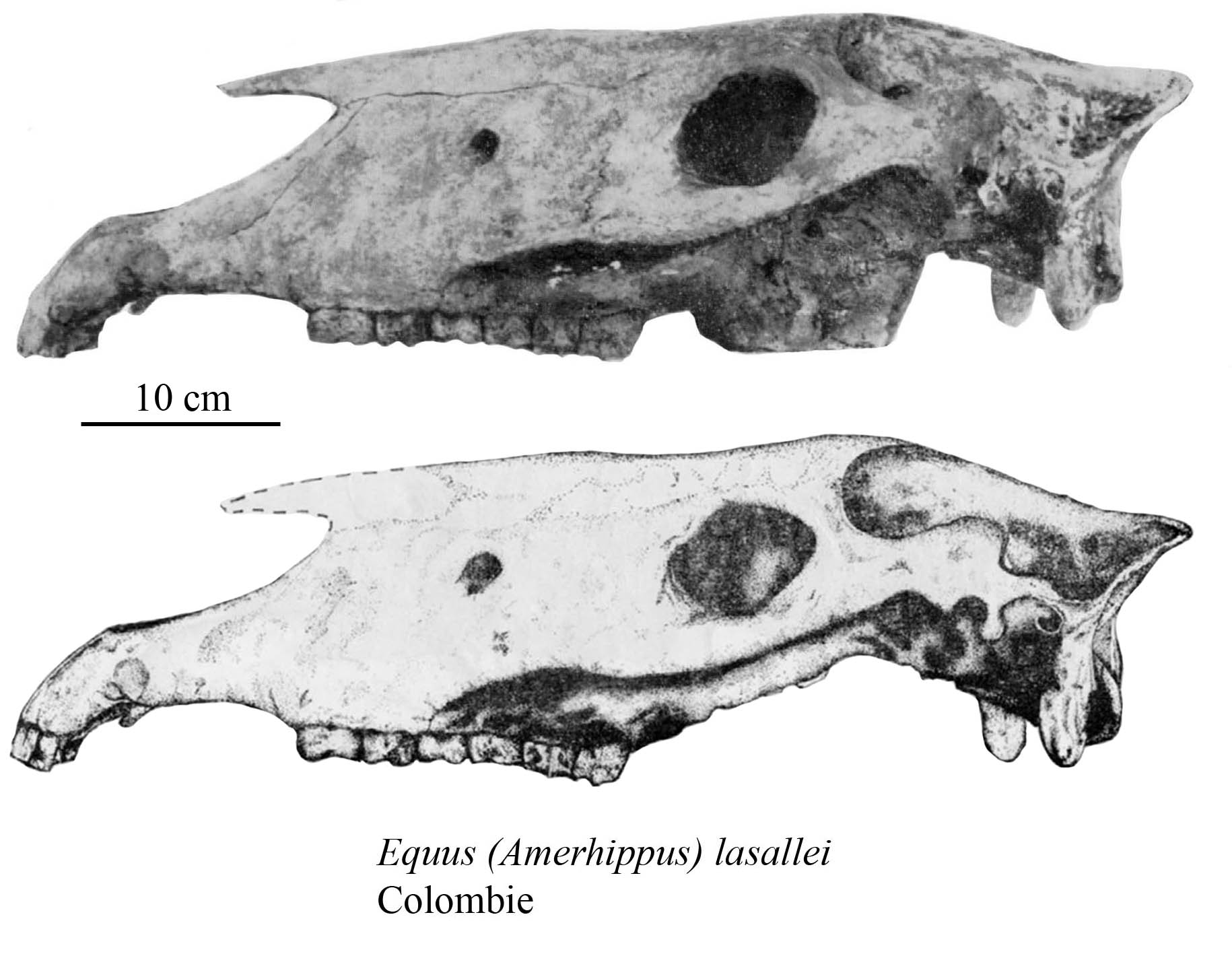 E. (A.) lasallei, Cranium, Profile