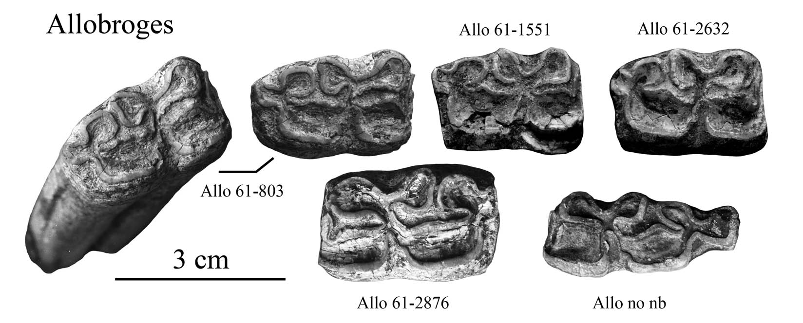Fig.1 Allobroges, E. algericus, Lower cheek teeth