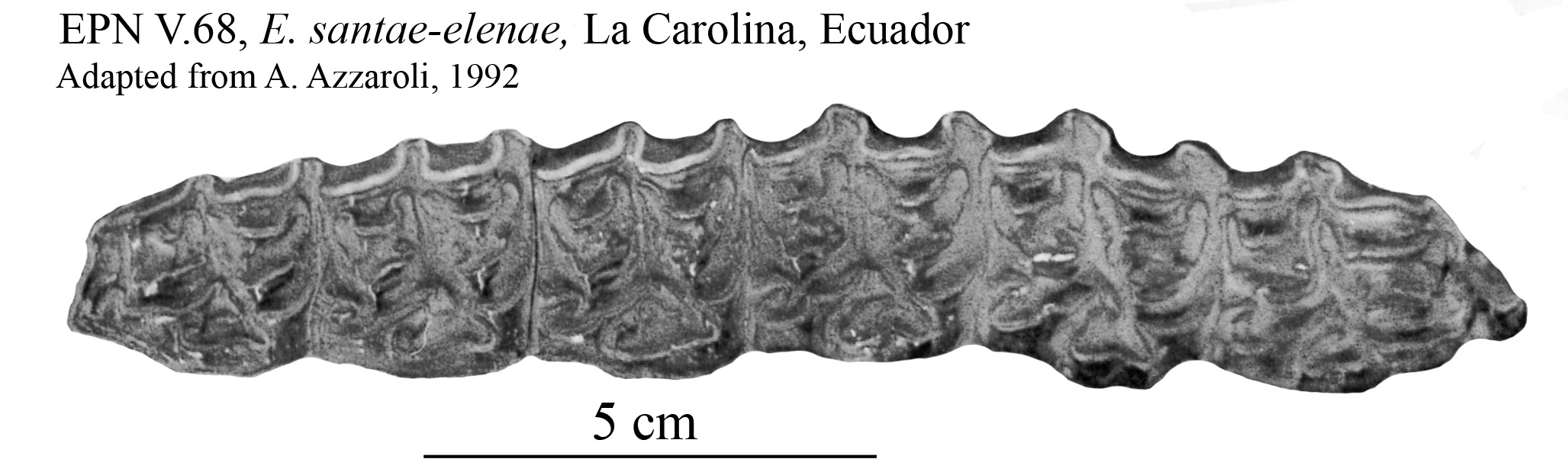 Fig. 9 Equus santae-elenae, Upper cheek teeth