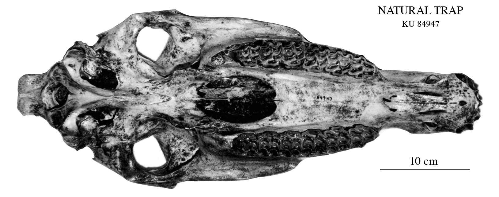 Fig.1 Nat Trap cranium 84947, occlusal view