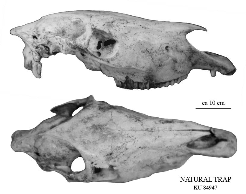 Fig.2 Nat Trap cranium 84947, dorsal view and profile