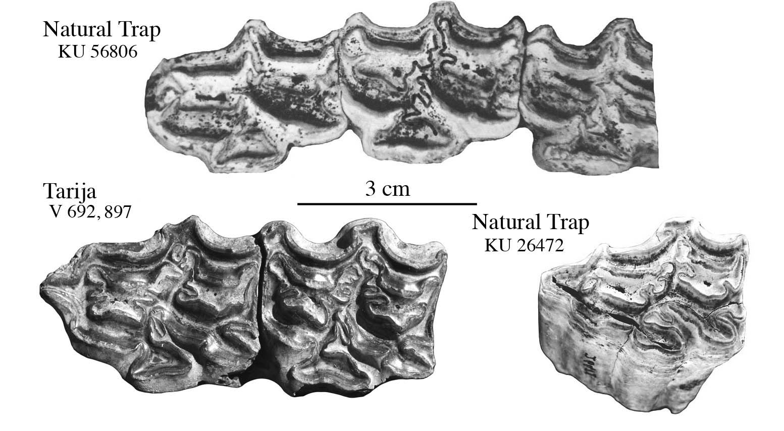 Fig.2 Upper Cheek teeth, Natural Trap and Tarija