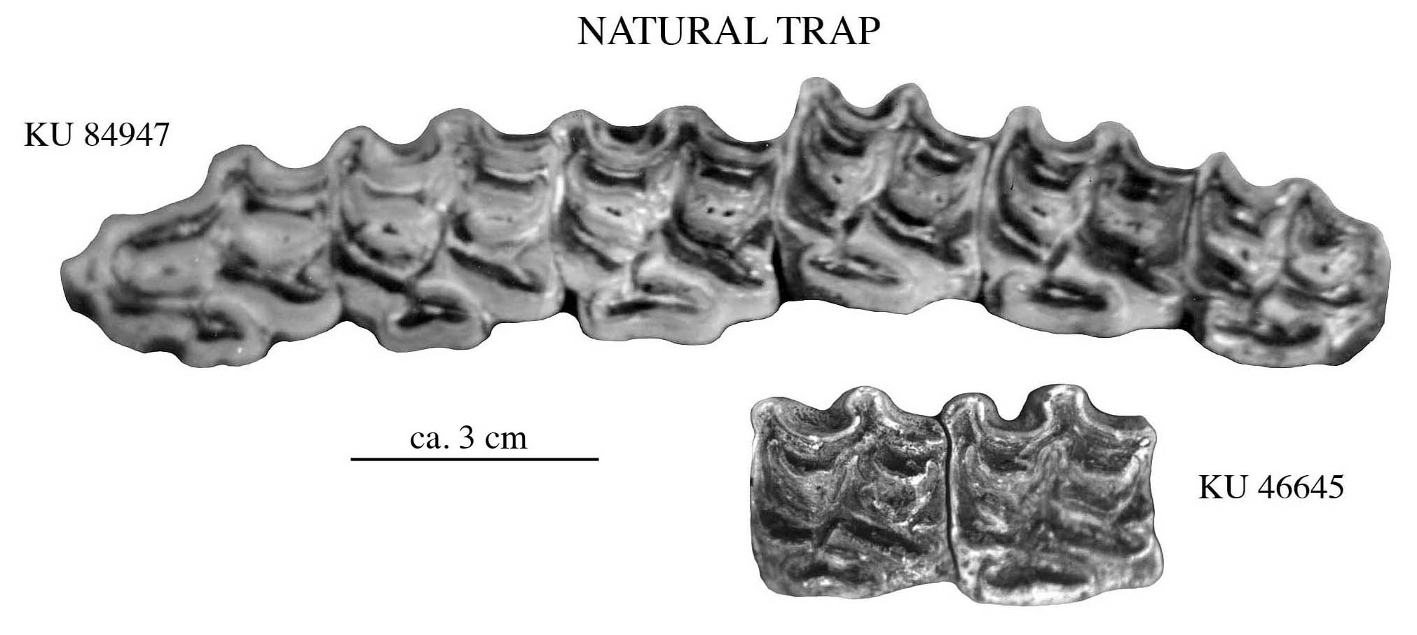 Fig.3 Nat Trap 84947 and 46645, Upper cheek teeth