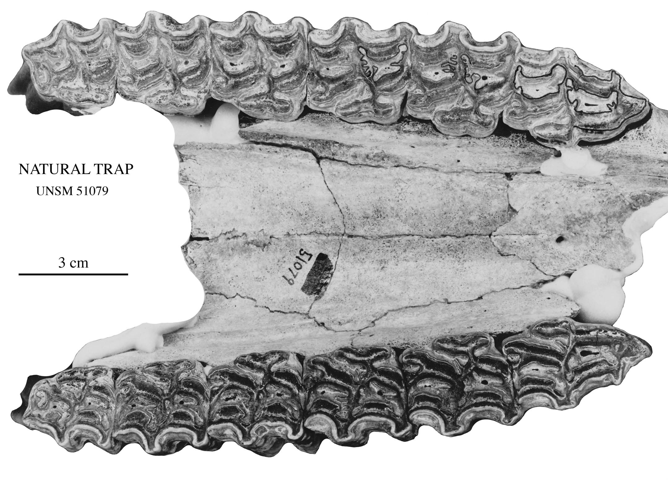 Fig.4 Nat Trap palate 51079, occlusal view