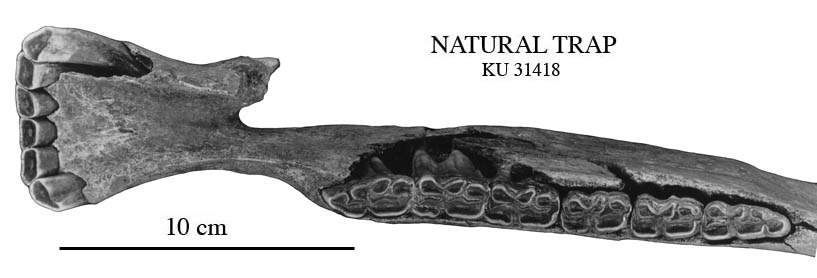 Fig.5 Nat Trap mandible 31418, occlusal view