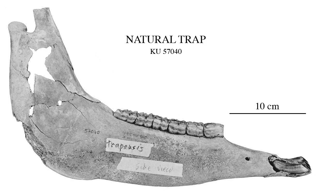 Fig.6 Nat Trap mandible 57040, profile