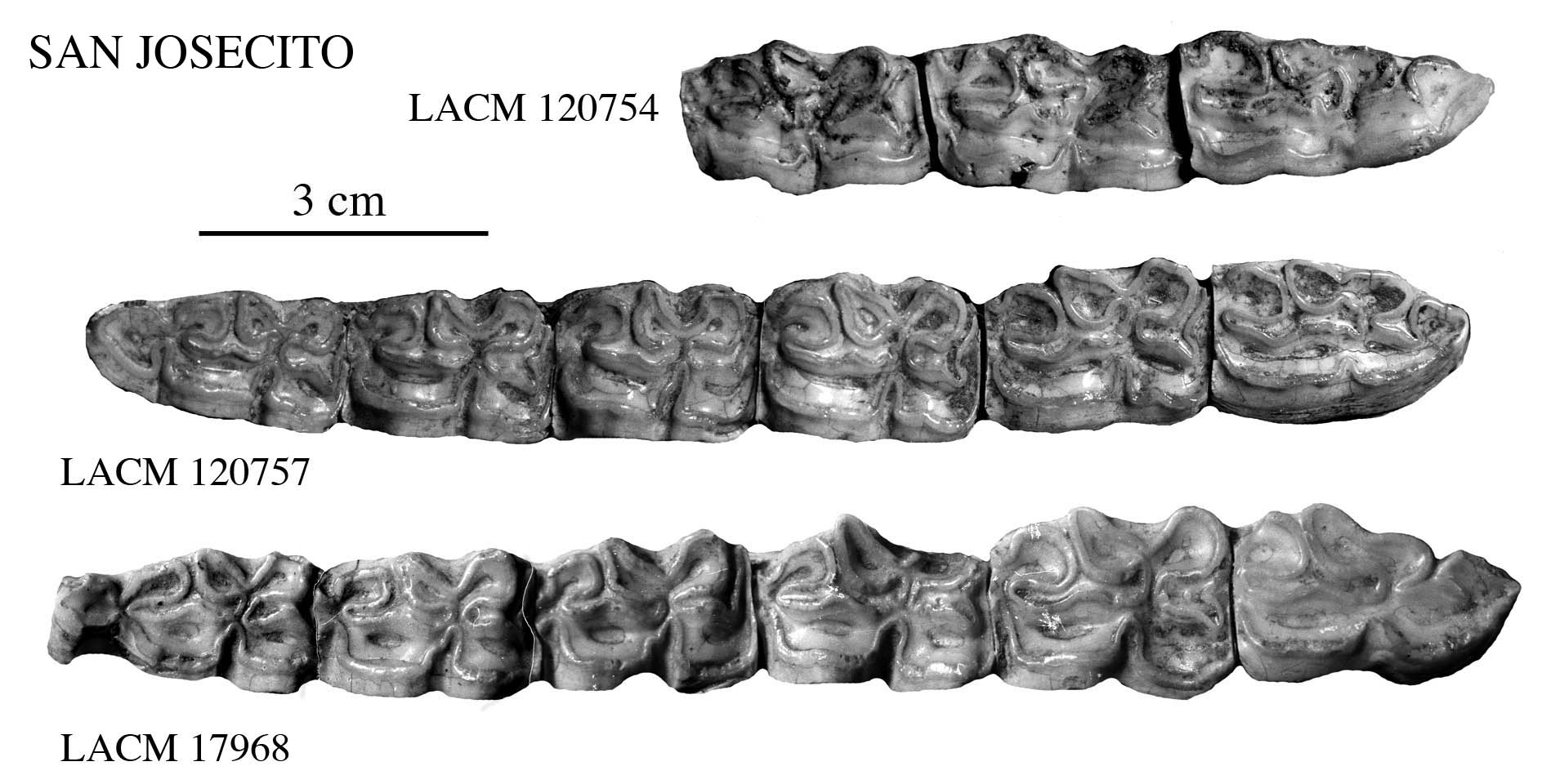 Fig.8 San Josecito, A. leoni, Lower Cheek teeth