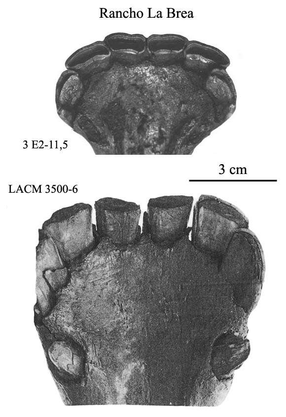 E. occidentalis Lower incisors