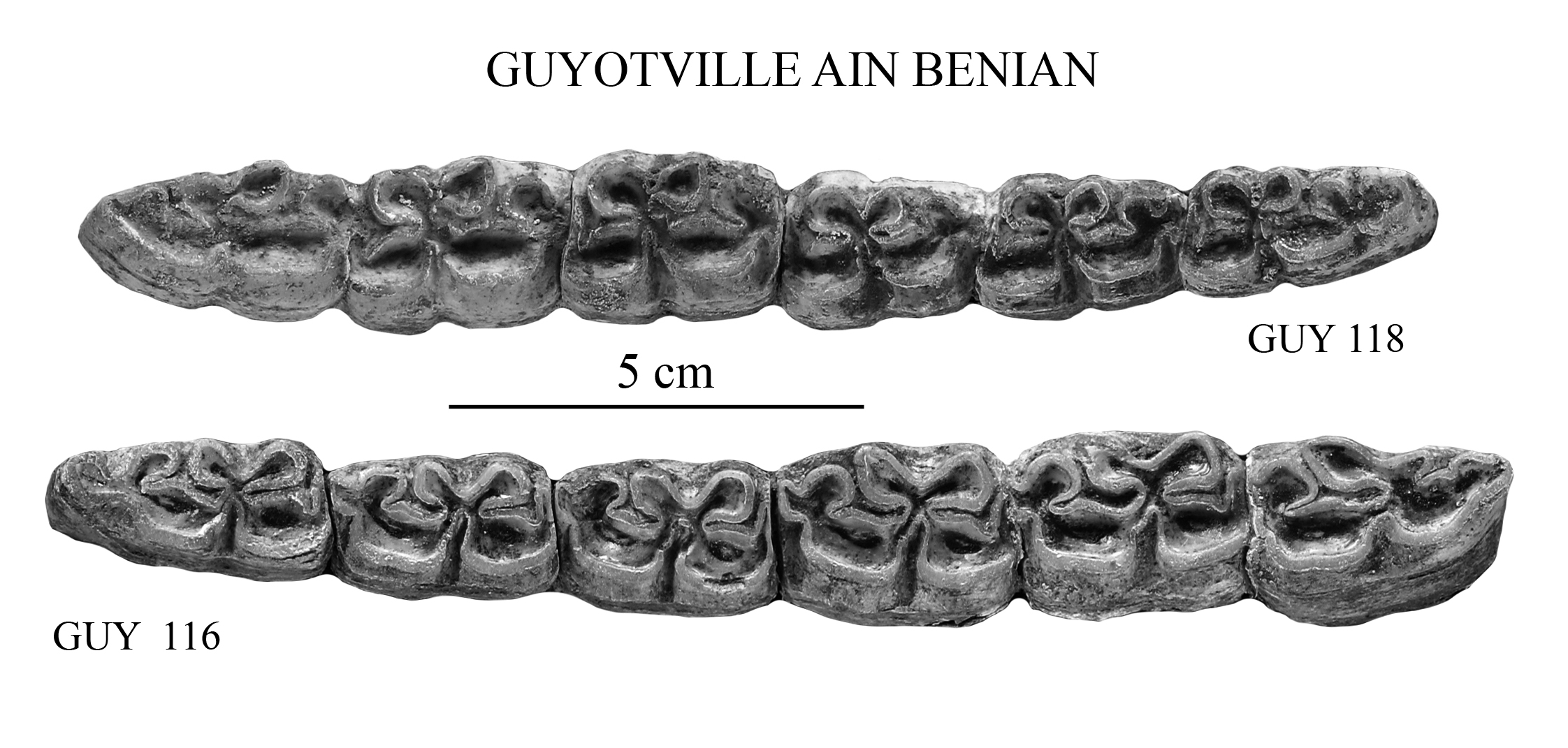 Guyotville, Lower cheek teeth