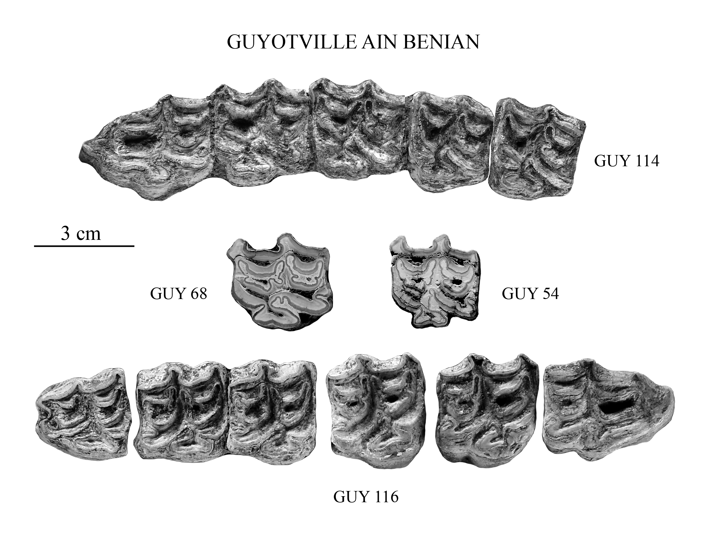Guyotville, Upper cheek teeth