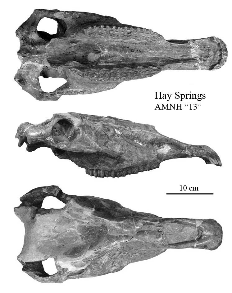 Hay Springs, AMNH 13, E. calobatus