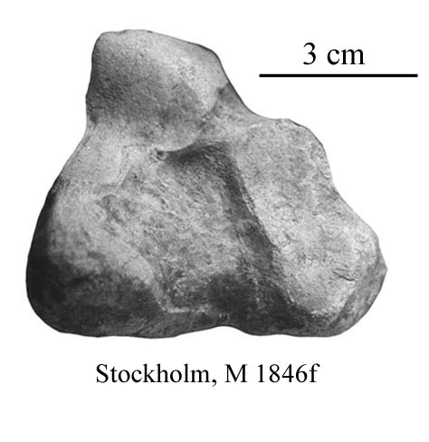 Calcaneum M 1846f
