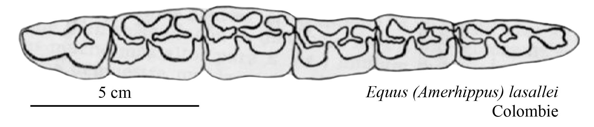 E. (A.) lasallei, Lower cheek teeth