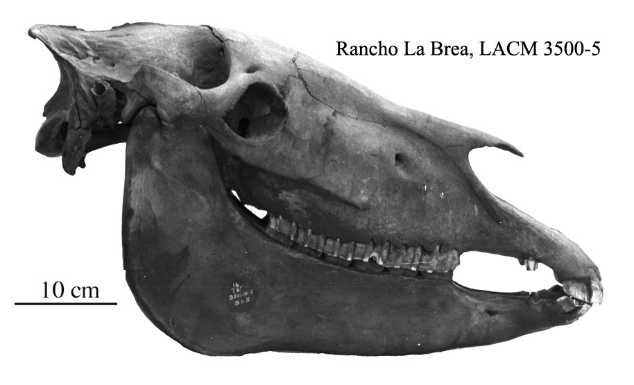 LACM 3500-5 Skull profile
