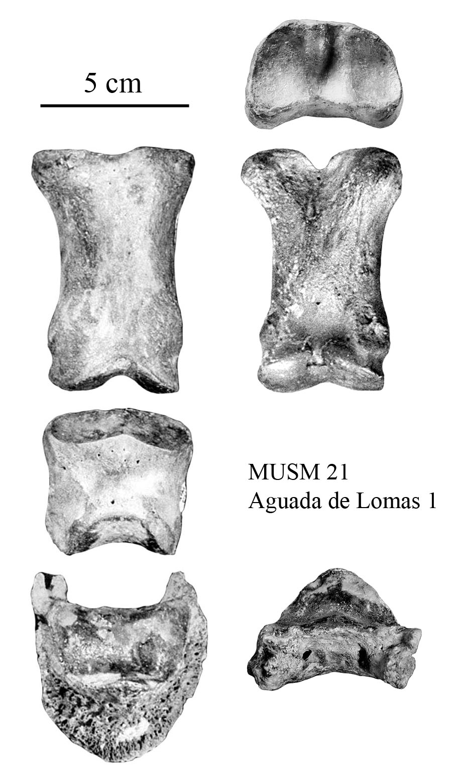 MUSM 21, Anterior phalanges