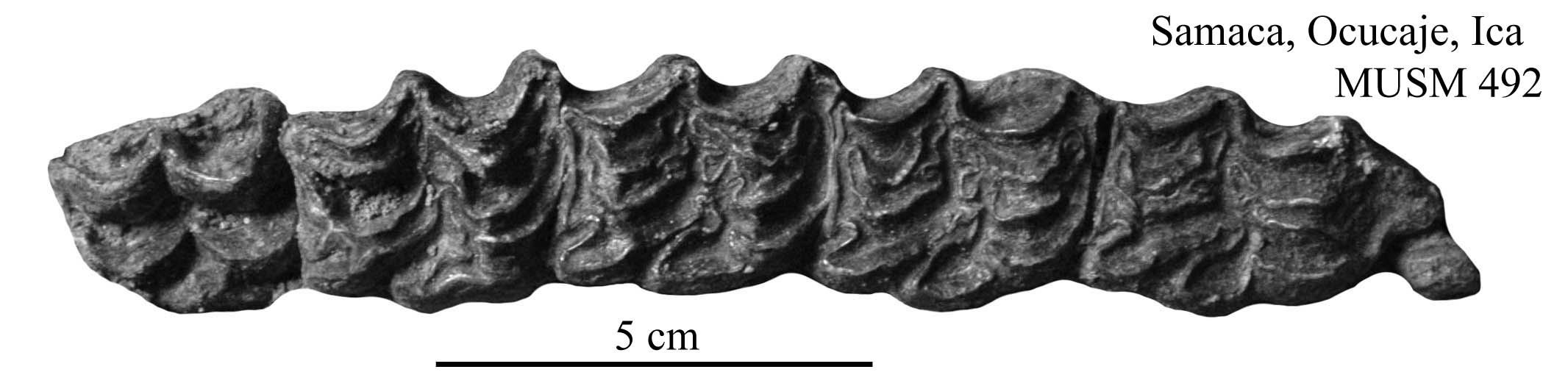 Fig. 3bis MUSM 492 Upper cheek teeth