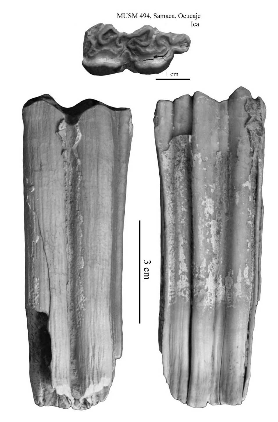 Fig. 10 Ocucaje, MUSM 494 Lower molar