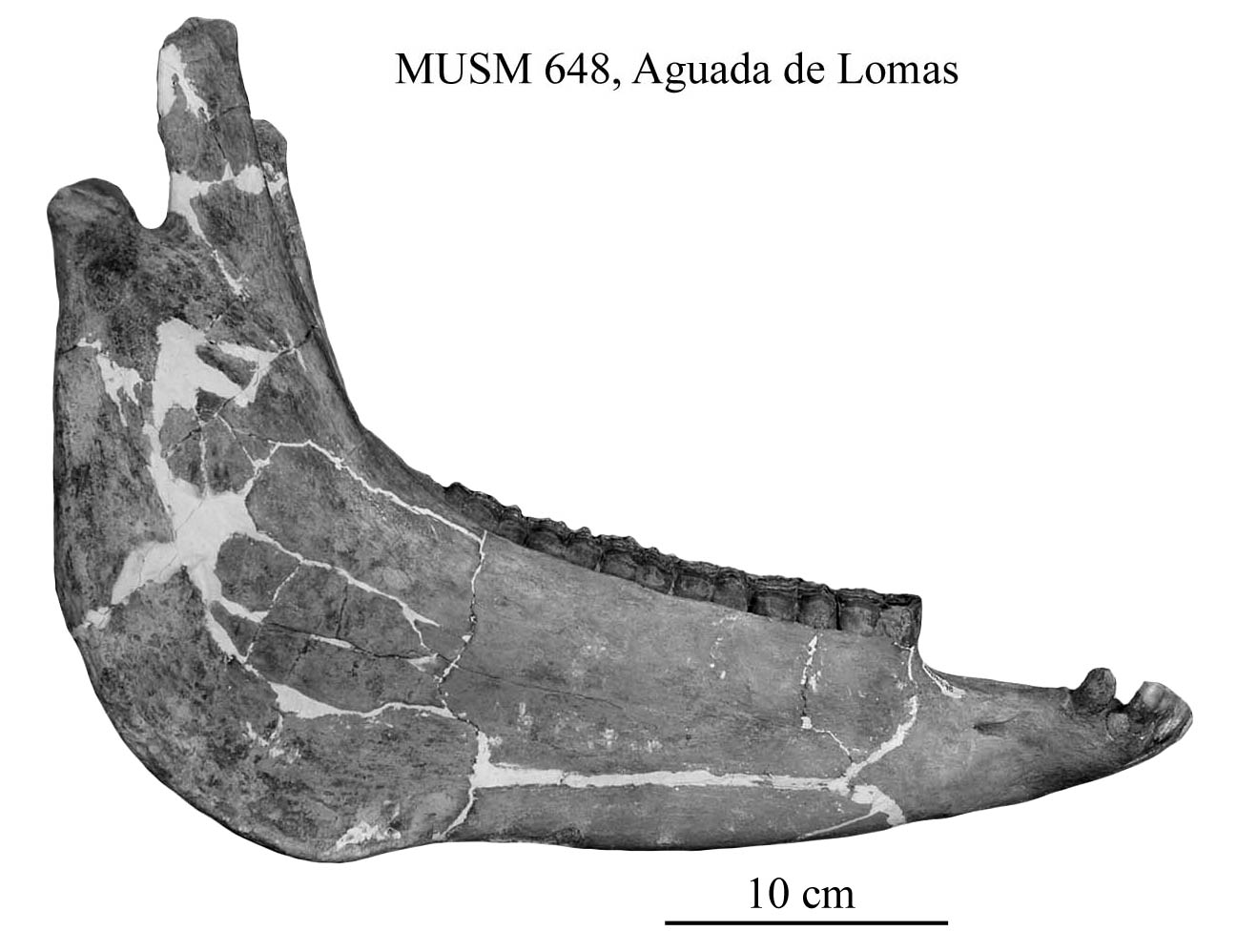 MUSM 648, mandible, profile