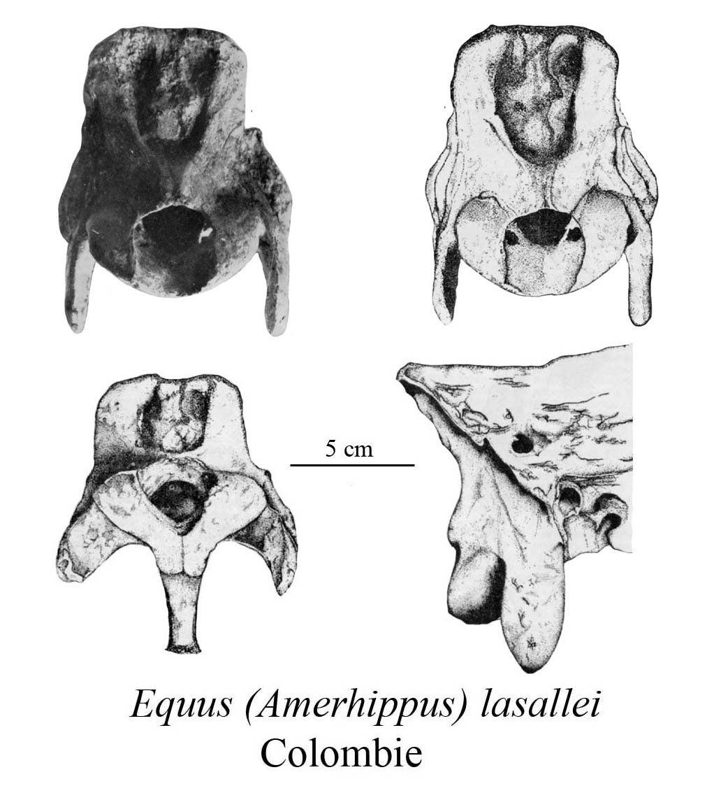 E. (A.) lasallei, Cranium, Occiput