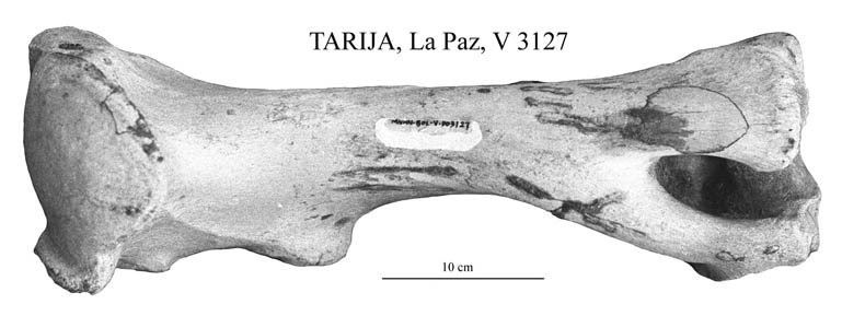 Humerus, Tarija, La Paz V 3127