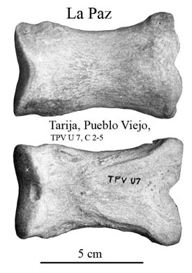 Pueblo Viejo, First Anterior Phalanx