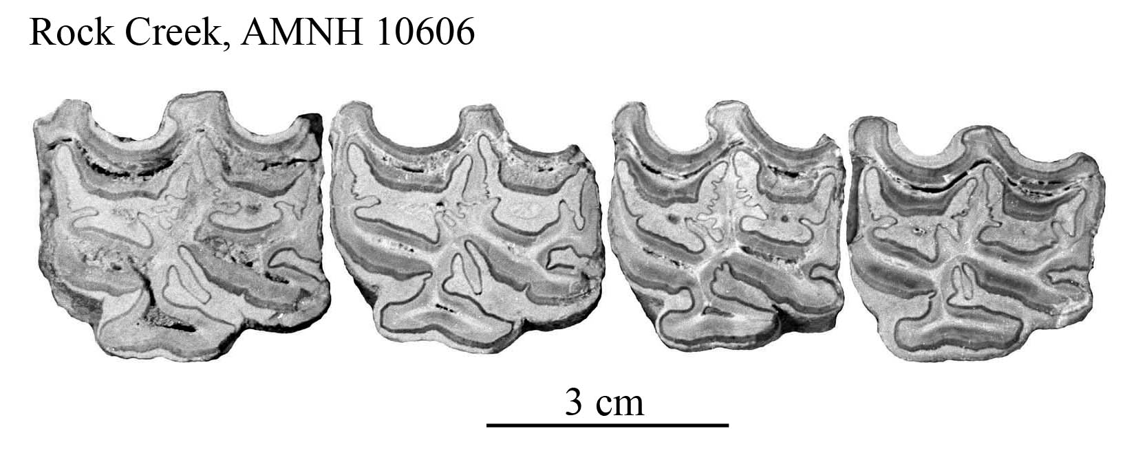 E. scotti AMNH 10606, upper P3-M2