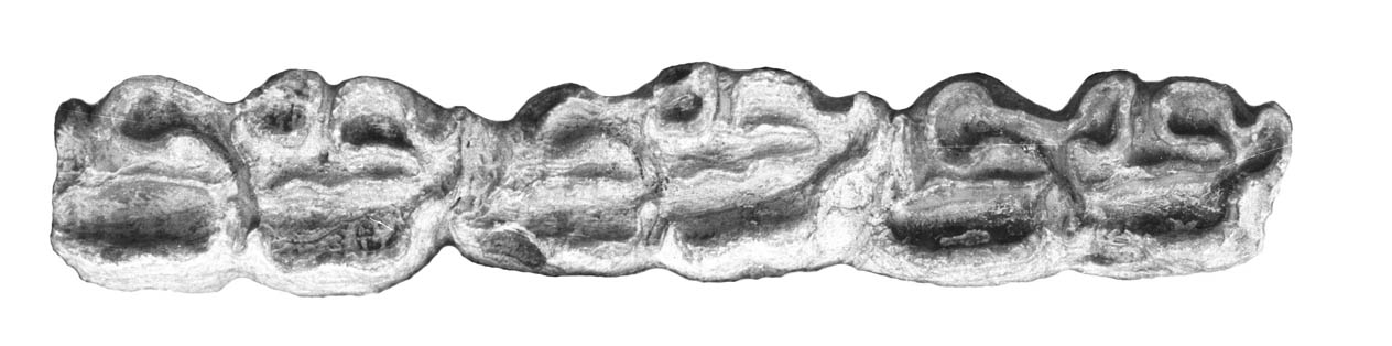 E. scotti AMNH 10607, lower P3-M1