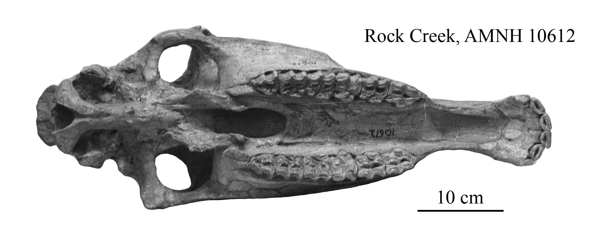 E. scotti AMNH 10612, occlusal