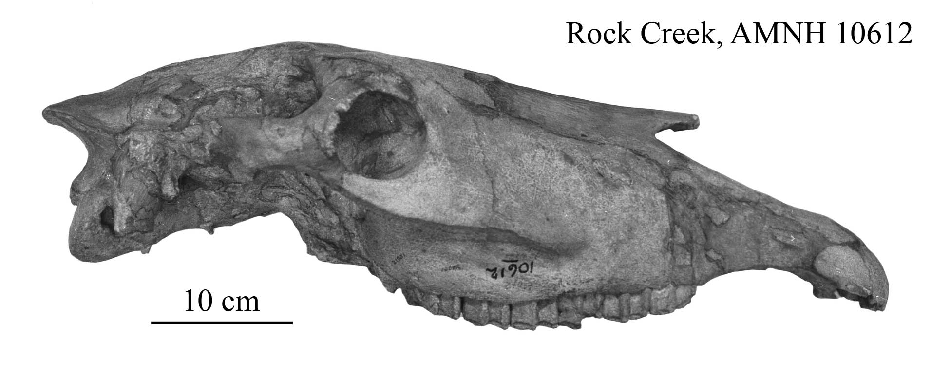 E. scotti AMNH 10612, profile bis