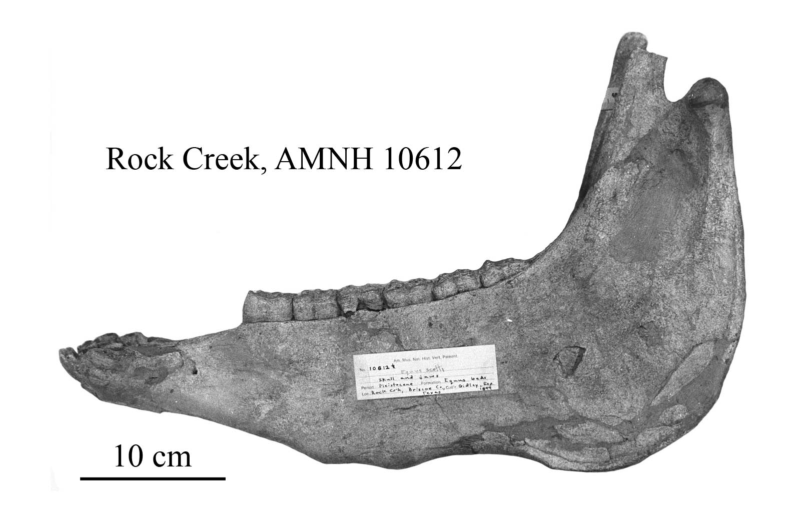 E. scotti AMNH 10606, Mandible profile
