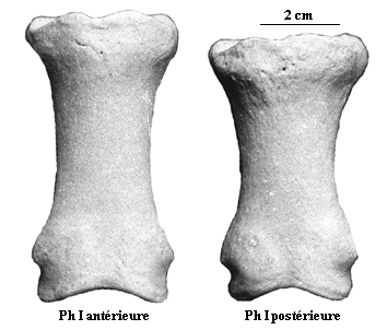 First phalanges