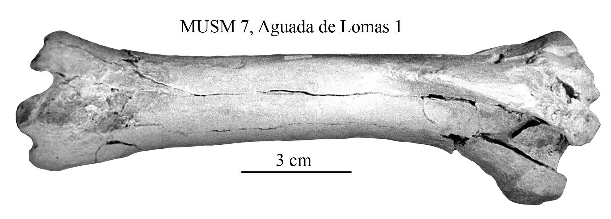 Equus Amerhipus Insulatus From Peru Musm 7 Cranium And Limb - cj and sweet face roblox