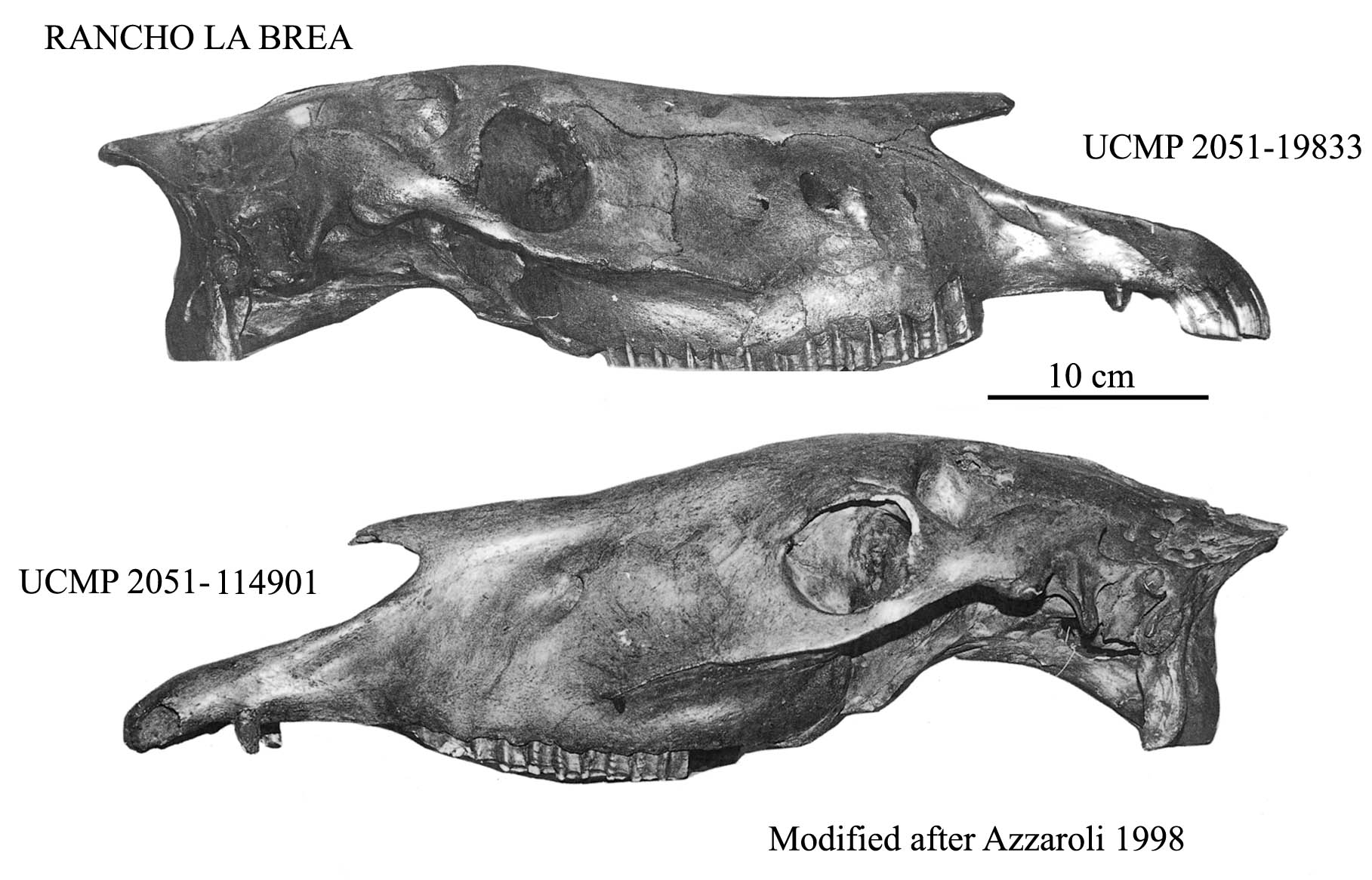 UCMP 2051-114901 and 19833 Crania Profiles