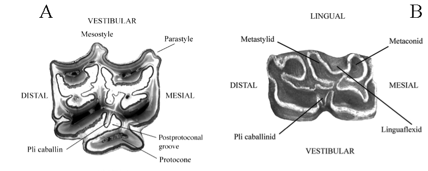 Caballine typical cheek teeth