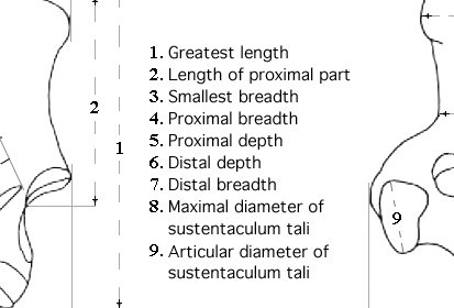 Calcaneum System of measurements