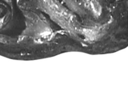 A. senezensis, left upper and lower cheek teeth series, SEN 05-0081, (...)