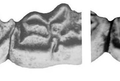 Fig.3 Lower Cheek teeth, Natural Trap and Tarija